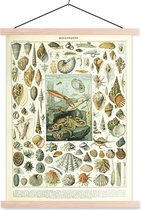 Affiche scolaire - Animaux aquatiques marins - Mer - Coquillage - 60x80 cm - Lattes vierges