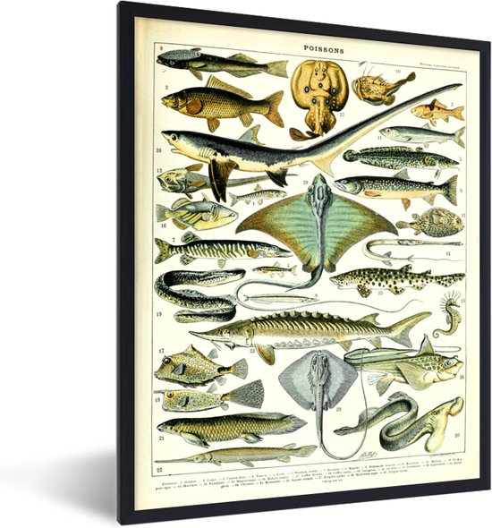 Poster met lijst Dieren - Zeedieren - Vintage