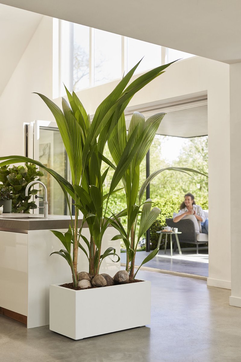 Elho Vivo Next Long 60 - Indoor & Outdoor Rectangular Planter