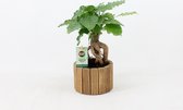 Kamerplant van Botanicly – China Doll plant in houten pot als set – Hoogte: 25 cm – Radermachera sinica