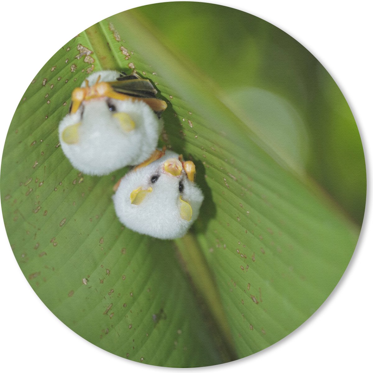 Muismat rond 30x30 cm - Mousepad Witte vleermuizen op groen blad - Ronde muismatten