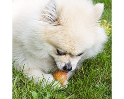 Duvoplus - Hondensnack - Hond - Garden Bites Fruity Friends L - 12,5cm - 3pcs Gemengde Kleuren - 3st