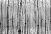 Sanders & Sanders fotobehang bomen grijs - 601009 - 3.6 x 2.7 m