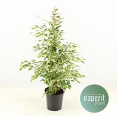 Kamerplant van Botanicly – Treurvijg – Hoogte: 95 cm – Ficus benjamina De Gantel