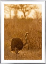 Poster Met Metaal Zilveren Lijst - Afrikaanse Struisvogel Poster