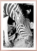 Poster Met Metaal Rose Lijst - Mlilwane Zebra Poster