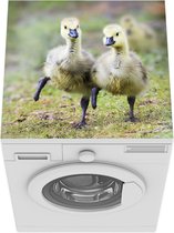 Wasmachine beschermer mat - Twee Canadese Ganzenkuikens - Breedte 60 cm x hoogte 60 cm