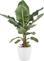 Musa bananenplant met Elho Brussels Round pot White – ↨ 80cm – ⌀ 24cm