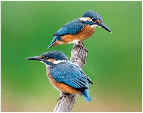 3D IJsvoogel Dieren Magneet