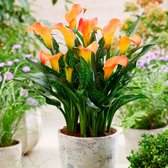 2x Calla bollen | Oranje Zantedeschia | Callalelie | Zomerbloeiers | Meerjarige winterharde bollen | Easy Kit