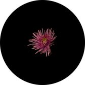 Muursticker Chrysant