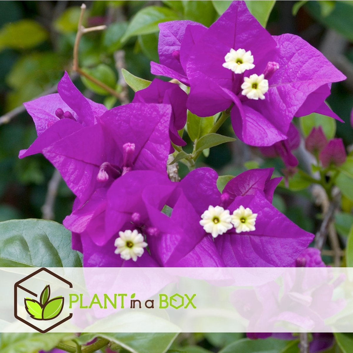 Bougainvillea Op Stam - 110 Cm - 21Cm kopen