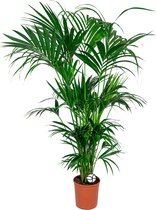 Kentia Howea XL | Kentia palm