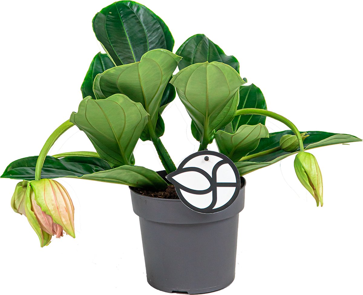 Medinilla magnifica - Médinilla - Plante d'intérieur - Facile d