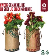 Kweeksets Tomatoes Bio Zuckertraube en Black Cherry/ duurzaam/ cadeau / cadeau idee / gerecycled