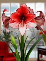 10x Hippeastrum 'Charisma'  - BULBi® bloembollen en planten met bloeigarantie