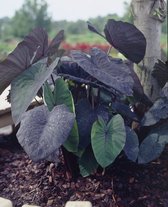 5x Olifantsoor 'Colocasia black magic esculenta'  - BULBi® bloembollen en planten met bloeigarantie