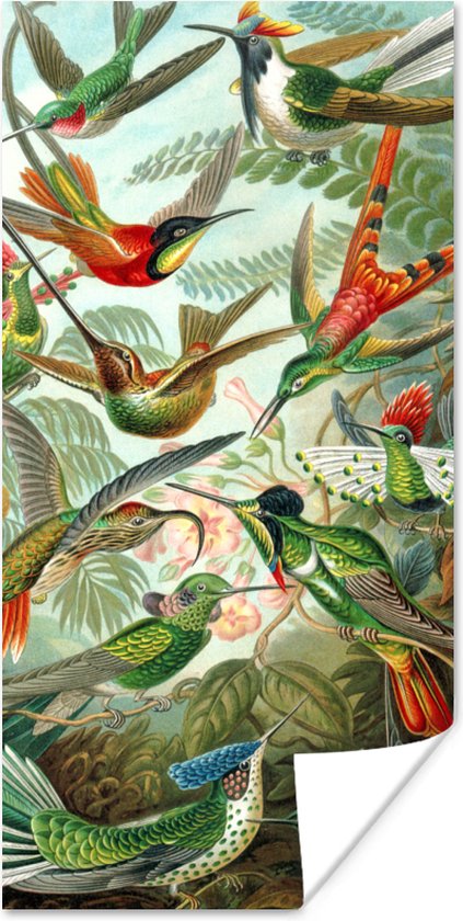 Poster Design - Kolibrie - Natuur - Ernst Haeckel