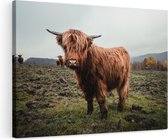 Artaza Canvas Schilderij Schotse Hooglanders in het Veld - 120x80 - Groot - Foto Op Canvas - Wanddecoratie Woonkamer