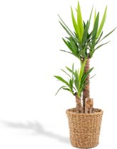 XL Yucca met mand - Palmlelie - 100 cm hoog, ø21cm - Grote Kamerplant - Tropische palm - Luchtzuiverend - Vers van de kwekerij