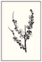 Dwergberk zwart-wit (Dwarfbirch) - Foto op Akoestisch paneel - 80 x 120 cm