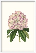 Rododendron Aquarel (Rhododendron) - Foto op Akoestisch paneel - 80 x 120 cm