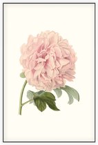 Pioenroos Aquarel (Peony) - Foto op Akoestisch paneel - 80 x 120 cm