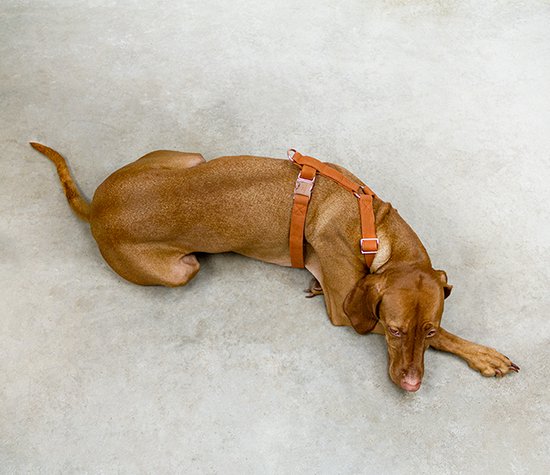 via Gymnast Rang DOGA hondentuigje - Hondentuigje - Harnas -Bruin - Cognac - Rosé goud -  Vegan leer -... | bol.com