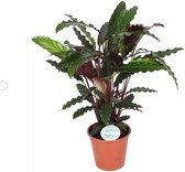 Calathea Rufibarba ↨ 60cm - hoge kwaliteit planten
