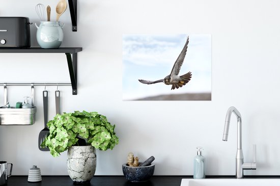 Posters - Un faucon pèlerin survole la terre - 40x30 cm