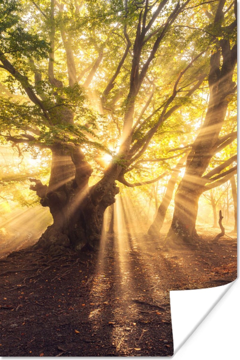 Poster Boom - Bos - Zon - 40x60 cm