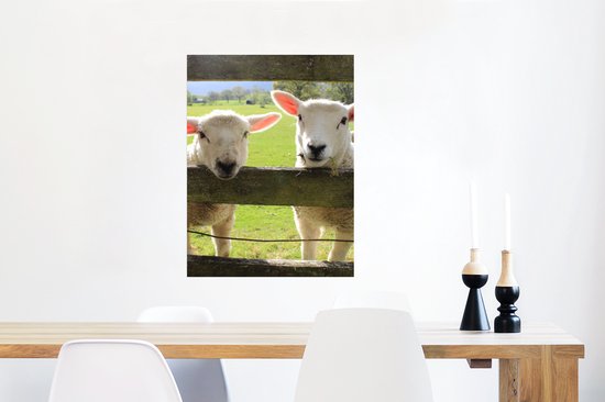 Affiche Mouton - Animaux - Ferme - 60x80 cm
