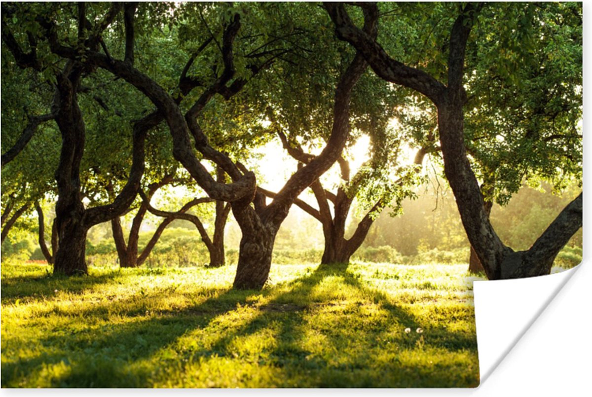 Poster Bomen - Natuur - Zon - 120x80 cm
