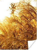 Poster Pampasgras - Zon - Gras - 30x40 cm
