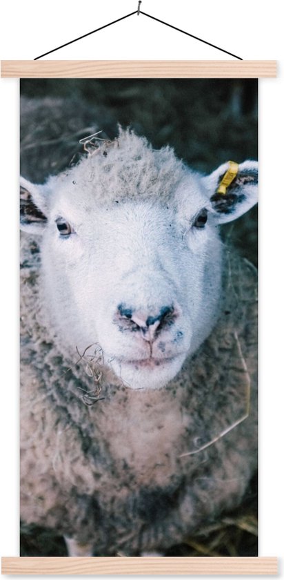 Porte-affiche avec affiche - Affiche scolaire - Moutons - Animaux - Bovins - 40x80 cm - lattes vierges