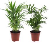 Plant in a Box - Dypsis lutescens, Chamaedorea elegans - Set van 2 - Mini indoor palm mix - Pot 12cm - Hoogte 25-40cm