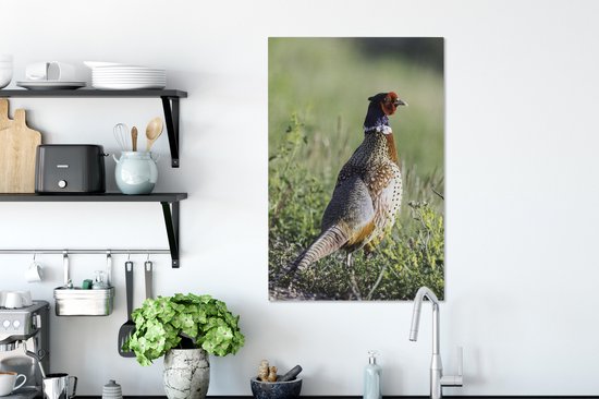 Un faisan mâle se promène dans la prairie Toile 40x60 cm - Tirage photo sur toile (Décoration murale salon / chambre)