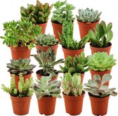 ZynesFlora | Mini Mix Succulent - 15 Pièces - Ø 5.5 cm - ↕ Hauteur: 5-10 cm - Plante succulente - Plantes succulentes - Plante d'intérieur - Succulentes