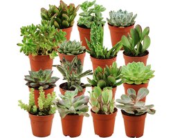 ZynesFlora Mini Succulenten Mix in Ø 5,5 cm Plantenpot - 15 Stuks - Hoogte: 5-10 cm - Echte Succulent Vetplant Gemakkelijke Kamerplant