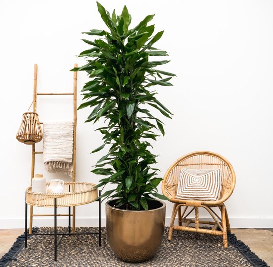 Drakenbloedboom - Dracaena Janet Lind XL hoogte 160cm potmaat 24cm