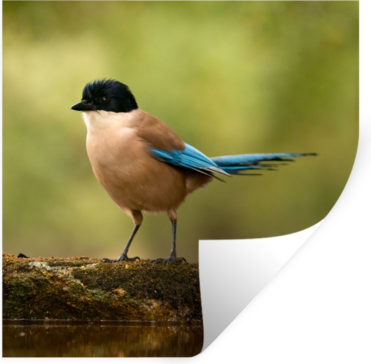 Muurstickers - Sticker Folie - Ekster - Vogel - Mos - 100x100 cm - Plakfolie - Muursticker