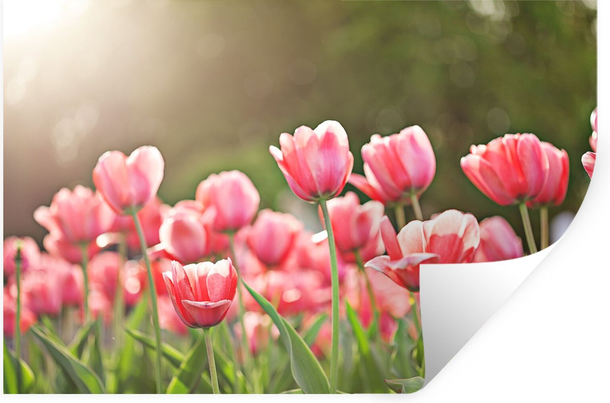 Muurstickers - Sticker Folie - Tulpen - Zon - Lente - 90x60 cm - Plakfolie - Muurstickers 