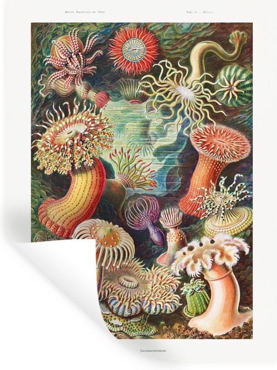 Stickers muraux - Sticker Feuille - Ernst Haeckel - Anémone - Rétro - Nature - Plantes - 60x80 cm - Feuille Adhésive - Stickers muraux Chambre Enfant - Papier Peint Auto Adhésif