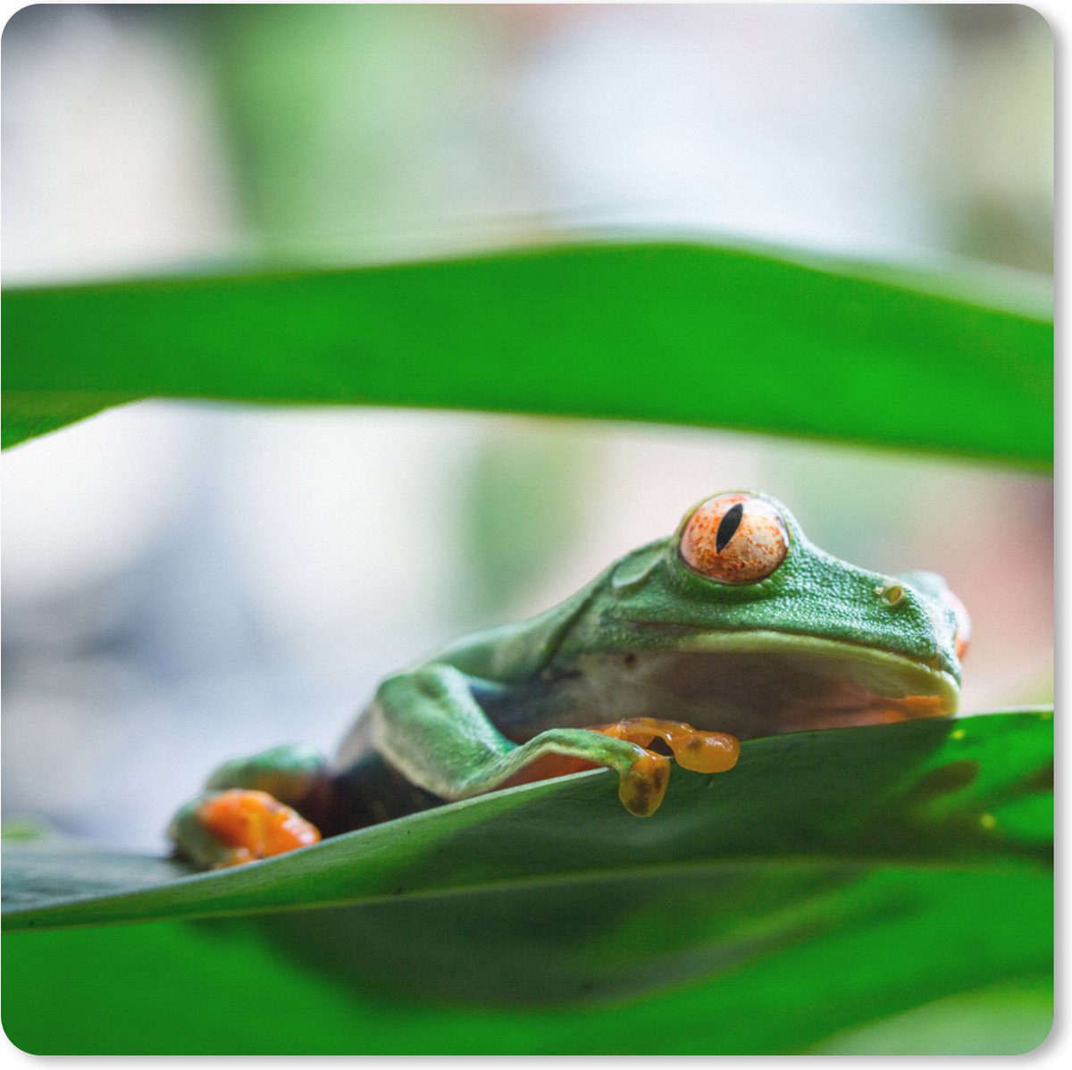 Muismat XXL 50x50 cm - Bureau onderlegger - Bureau mat Kikkers in de natuur van Costa Rica - Bureaumat - Gaming mousepad xl - Bureaulegger groot - Computer deskmat