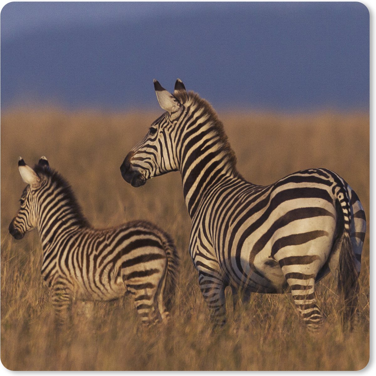 Muismat XXL 80x80 cm - Bureau onderlegger - Bureau mat Moeder en baby zebra - Bureaumat - Gaming mousepad xl - Bureaulegger groot - Computer deskmat