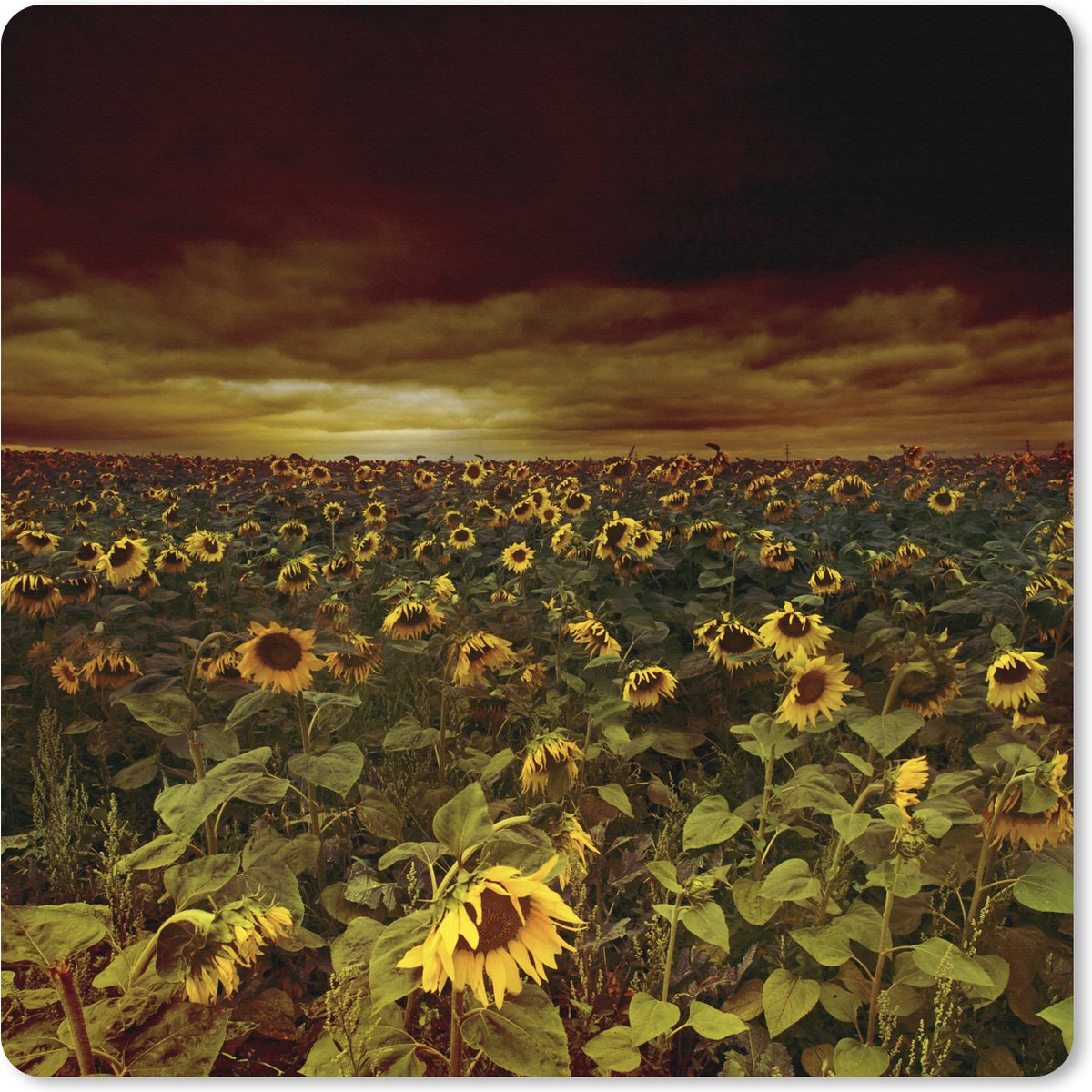 Muismat XXL 60x60 cm - Bureau onderlegger - Bureau mat Zonnebloemen bij donkere wolken - Bureaumat - Gaming mousepad xl - Bureaulegger groot - Computer deskmat