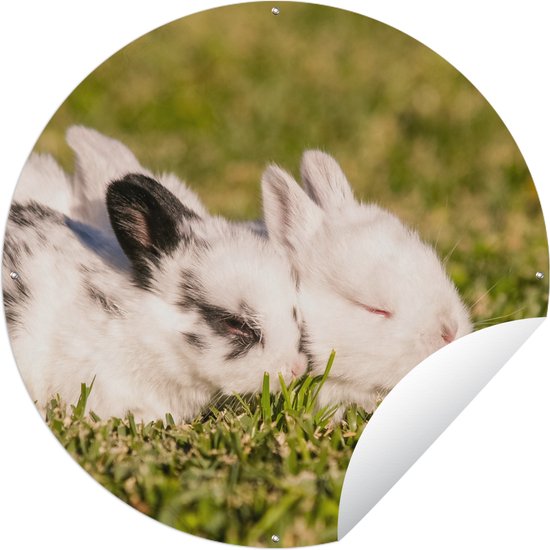 Garden Circle Lapin - Bébé - Champ - 90x90 cm - Affiche de Jardin Ronde - Extérieur