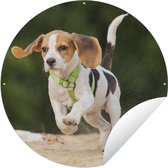 Tuincirkel Pup - Beagle - Rennen - 60x60 cm - Ronde Tuinposter - Buiten