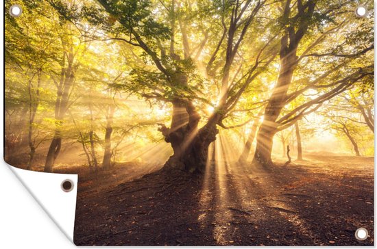 Tuinposter - Boom - Tuin - Bos - Zon - Wanddecoratie - 90x60 cm - Tuindoek - Tuindecoratie