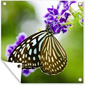 Affiche de jardin - Papillons - Lavande - Fleurs - Printemps - Peinture de jardin - 50x50 cm - Toile de jardin
